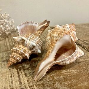 2 Seashells Cream / Light Orange / Brown Neutral Decor Beach Shell Nautical